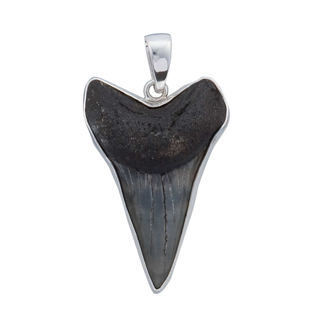 Fossil Shark Tooth Pendant - Mounted in Sterling Silver