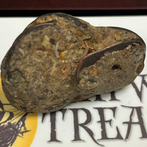 Admiral Gardner Shipwreck - East India Company Coin - Dated 1808 - (Rare Clump of 6 to 10 coins)