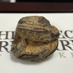 Admiral Gardner Shipwreck - East India Company Coin - Dated 1808 - (Rare Clump of 6 to 10 coins)