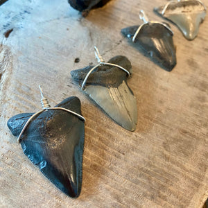 Assorted Megaladon Pendants Wrapped in Sterling Silver