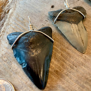 Assorted Megaladon Pendants Wrapped in Sterling Silver