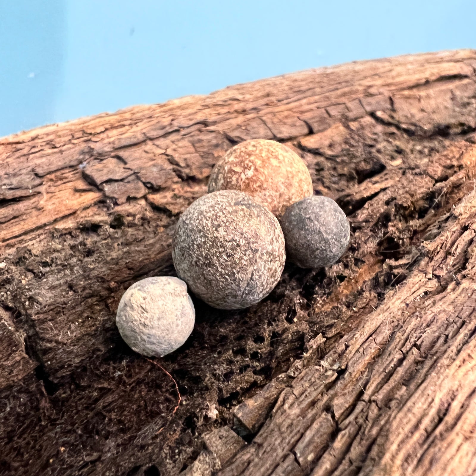 1715 Fleet Artifact - Musket Ball Shot