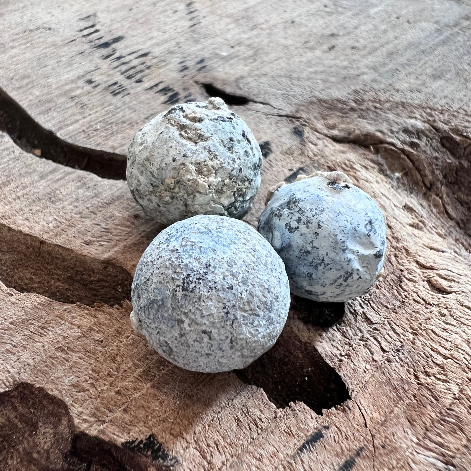 Shipwreck Musket Ball Shot - Shipwreck unknown -  Circa 1738 - Possible Pirate shipwreck